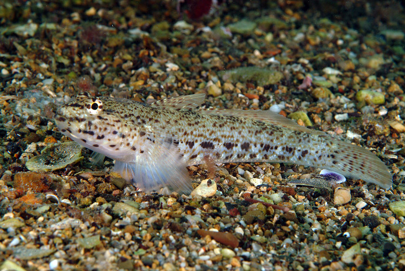 Gobius incognitus e Zebrus zebrus